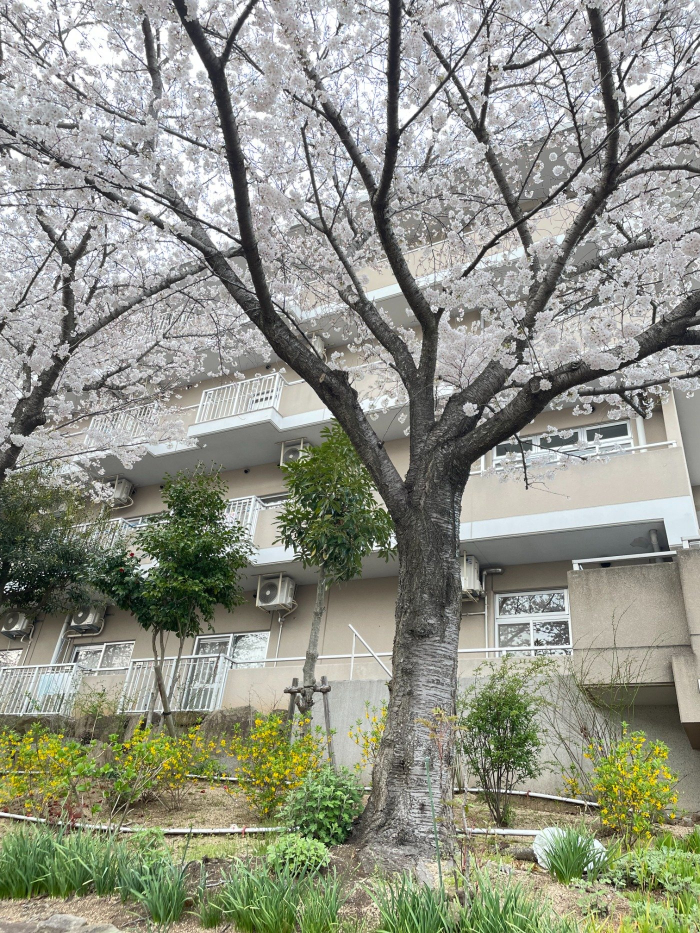 どのお部屋からでも桜が見えます。